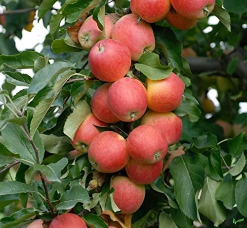 Balkonobst Apfel Gala Kleinobst Terrassenobst Apfelbaum 80-120 cm Lieferhöhe | endgültige Höhe bis max 300 cm | malus domestica 'Gala' | Befruchter Cox Orange und Gloster
