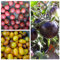 Potseed Indigo Tomate Set, Indigo Rose, Drops Kirsche, Kumquat, 60 Samen