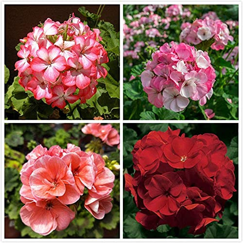 100 Pezzi Mescola il geranio perenne Semi per giardinaggio domestico Piantare bellissimi fiori recisi Decorazione del cortile del giardino Facile da curare