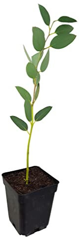 Seedeo® Schnee-Eucalyptus (Eucalyptus pauciflora ssp. niphophila) Pflanze ca. 20 cm - 30 cm hoch