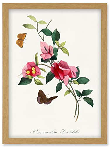 Wee Blue Coo Bougainvillea Pretty Pink Floral Vine Bloom with Butterflies Vintage Illustration Artwork Framed Wall Art Print A4