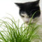 200 pcs katzengras samen bio - wintergemüse bio saatgut bohnenkraut pflanze Wheatgrass wintergemüse samen pflanzen garten gardening anzuchtset gemüse winterharte kübelpflanzen gemüsesamen