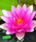 BALDUR Garten Seerose (Nymphaea) Pink, 1 St. Wasserpflanze Teichpflanze