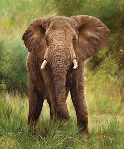 XCSQTYMY Malen nach Zahlen Bunter Elefant für Erwachsene DIY Ölgemälde-Set für Kinder Anfänger