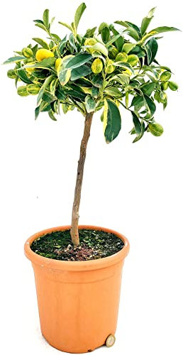 POWERS TO FLOWERS - KUMQUAT VARIEGATO ALBERELLO, ARANCINO, pianta vera