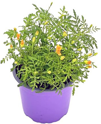 Gewürztagetes 'Orange Gem' (Pflanze)