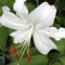 Lilium Lilien Zwiebeln,Duft Lilien, Blumenzwiebeln Zwiebeln Baumlilien,Lilien Knollen Blumenzwiebeln,Lilien Pflanzen MehrjäHrig Winterhart Lilium Martagon Zwiebeln-10zwiebeln-F