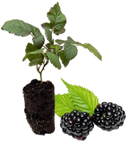 BlackBerry Plants, 'Caddo' BlackBerry Plants - Consistently High Yields! Thornless and Upright Growing Blackberries from Hand Picked Nursery (1)