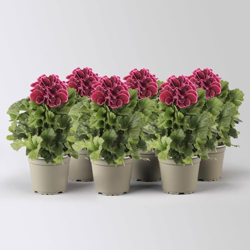 Edelgeranie Bella Donna® 'Don Bliss®', bordeaux, Topf-Ø 12 cm, 4 Pflanzen