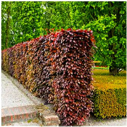10 Copper Beech 1-2ft Purple Hedging Trees, Stunning All Year Colour in 1L Pots 3fatpigs®