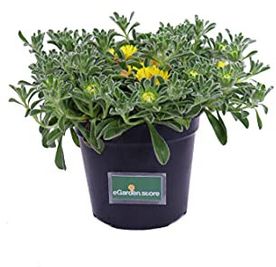 Pianta di Asterisco Marittimo Pianta di Asteriscus Maritimus pianta da esterno pianta tappezzante pianta da fiore pianta ornamentale di Asteriscus pianta vera di Asterisco venduta da eGarden.store