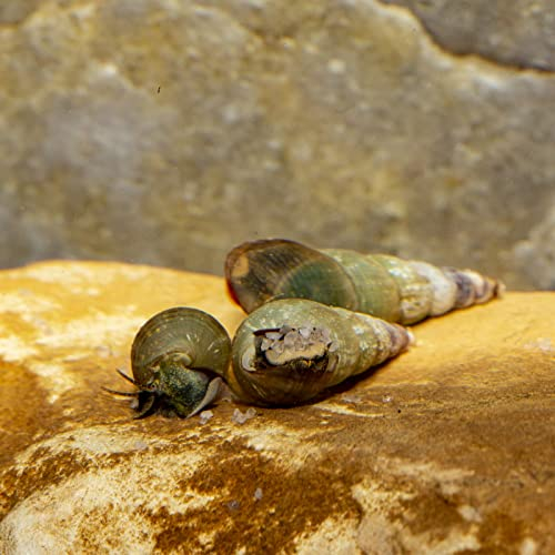 AQ4Aquaristik 3 x Turmdeckelschnecken Melanoides tuberculatus Bodengrund- Reinigungscrew TDS