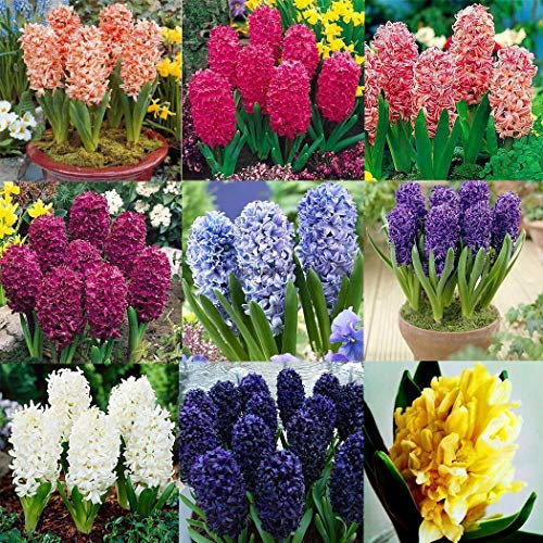 Portal Cool Nero 100 Pz/Borsa: 50/100 Pz Semi di fiori colorati Giacinto Semi di bulbi Sementi Home Garden He8Y 02:Seeds