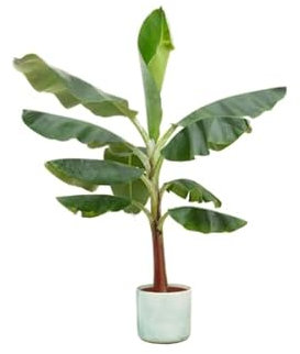 Musa - Pianta di banana – Ø 22 cm – 120 cm + vaso verde oceano
