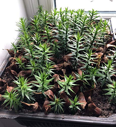 Portal Cool Las Semillas del Paquete: Araucaria Saludable de plántulas de Alta 7-8cm