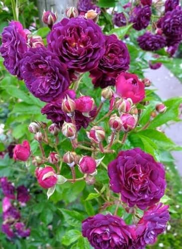 Ponak Neue 100 Stk Kletterrosen Blumensamen Violett