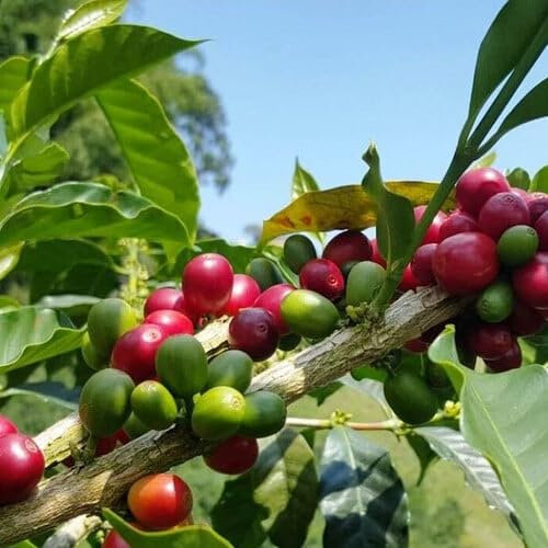 Plant World Seeds - Coffea Arabica 'Obata' (Coffee) Seeds (Tropical and Conservatory Seeds)