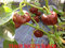 Tenir Nico's Semi Chili Pepper Seeds Black : Seeds Only