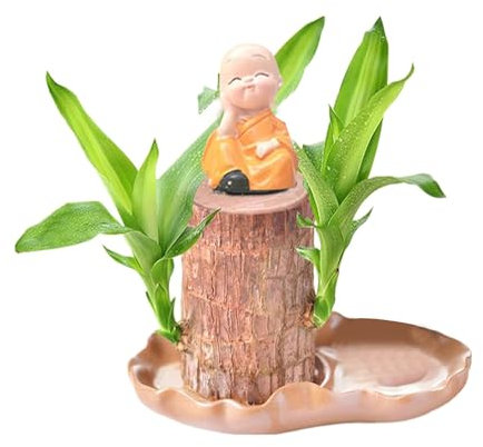 Brasilien Glücksholz Pflanze Set Kleine Mini-Pflanze Desktop-Pflanzen Brasilianische Holzpflanze Mit Mönchen Brazilian Wood Plant Pflanzenstumpf Brasilianische Holz Hydrokulturpflanze