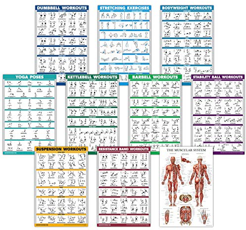 QUICKFIT Übungsposter-Set – Kurzhantel, Suspension, Kugelhantel, Widerstandsbänder, Stretching, Körpergewicht, Langhantel, Yoga, Stabilitätsball, Muskelsystem Diagramm, Laminated, 18 x 27