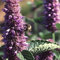 Potseed - Semi Agastache Rugosa