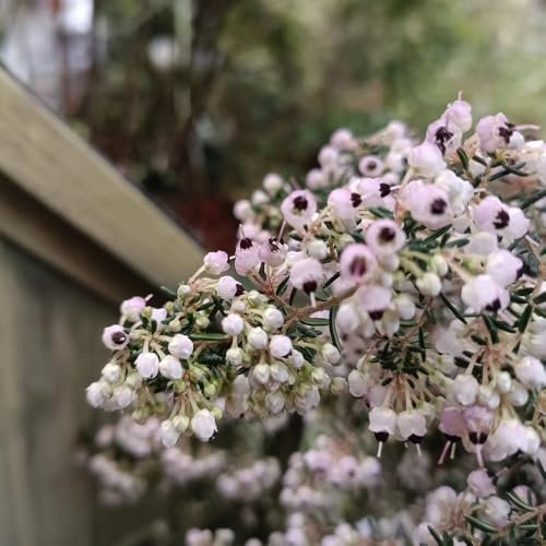 350 Pc Semillas De Brezo - Flores Decorativas, Semillas De Bonsai Semillas De Plantas De Brezo, Plantas En Macetas Resistentes Al Exterior, Flores De Primavera Balcón De Semillas De