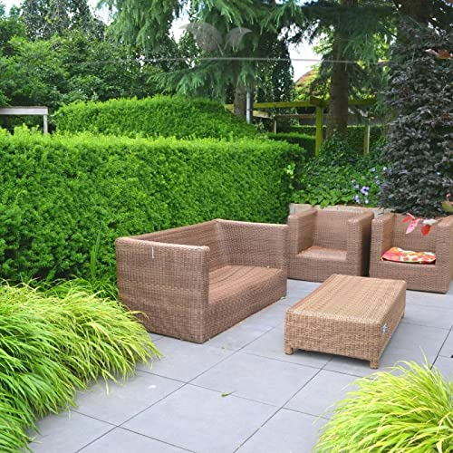 Gardline - Nicht-Fruchtende Eibe Taxus media Hillii 80-100 cm IM TOPF. 3-200 Heckenpflanzen - 6 St. (ca. 2 Meter)
