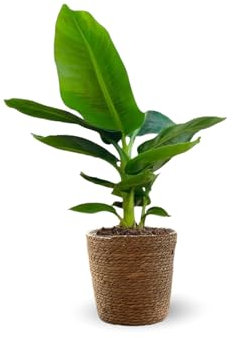 Attitude Jardin - Bananier musa avec panier en jonc de mer - plante d'intérieur & extérieur - 30-40 cm - ⌀ 14 cm - purificateur d'air