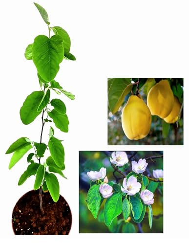 Fruit Trees,Quince,Grape,Apricot,Fig,Plum,Loquat,Hazelnut,Avocado,Lulo,Mango Tree(25-65cm) (Quince)