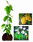 Fruit Trees,Quince,Grape,Apricot,Fig,Plum,Loquat,Hazelnut,Avocado,Lulo,Mango Tree(25-65cm) (Quince)