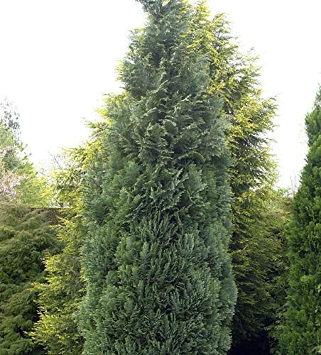 Blaue Säulenzypresse 30-40cm - Chamaecyparis lawsoniana - lebende Gartenpflanze aus den Baumschulen