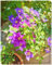 Clematis Eine Starke Pflanze Clematis Zwiebeln Gartenarbeit Zwiebeln Winterhart