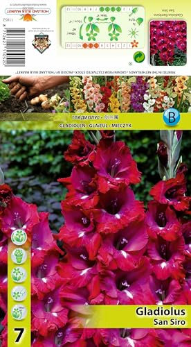 AGRONOM | GLADIOLEN - SAN SIRO | Mehrjährige Blumenzwiebeln | Violett Blumen | Werden in Blumengärten, Töpfen angebaut, in blühenden Rasenflächen | 7 Blumenzwiebeln