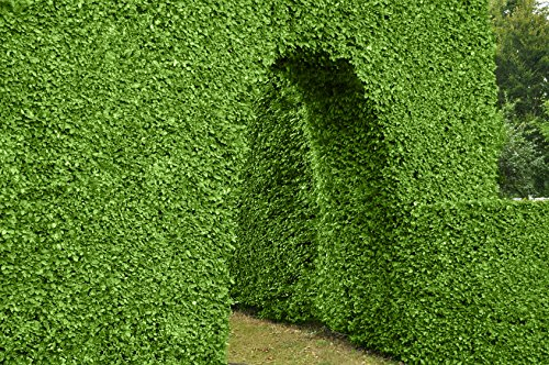 Müller Münchehof GmbH 10 Stück Rotbuche im Topf/Container Größe 125 bis 150 cm