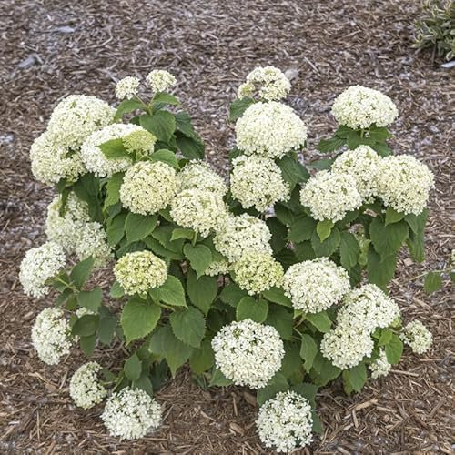 Zwerg-Hortensie Bianchetta 20-30cm - Hydrangea arborescens - lebende Gartenpflanze aus den Baumschulen