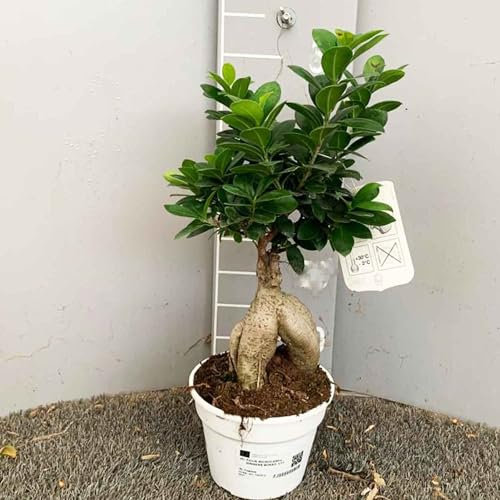 SAVINI VIVAI Ficus Microcarpa Plante de ginseng en pot 17 cm Plantes exotiques Hauteur 50 cm Fabriqué en Italie
