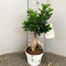 SAVINI VIVAI Ficus Microcarpa Ginseng planta en maceta 17 cm Plantas exóticas Alto 50 cm Made in Italy
