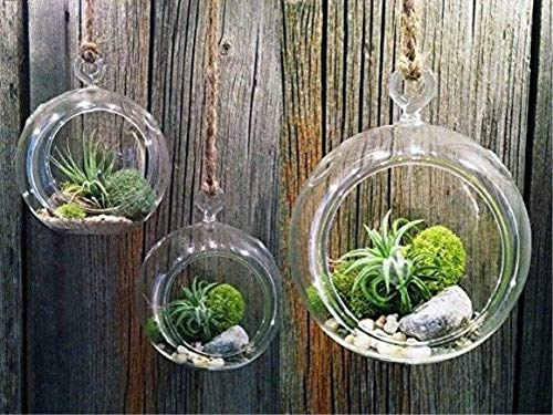 Cratone Lot de 3 Plante Fleur Vase Verre Suspendue,Boule de Bougeoir en Verre,Supports Muraux à Suspendre Pour Plantes Fleurs D'intérieur,Noël Ornements de Mariage Décoration 10/12/15cm