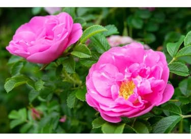 Pianta di Rosa Rugosa Rosa Intenso in vaso 2 litri h 70/100 cm Vivaio di Castelletto