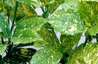 Pack X3 Acuba Japonica Variegata Perennial Garden Shrub XXL Plug Plants