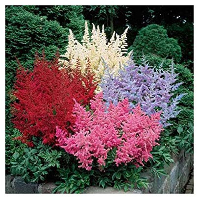 3 Potted 1 Litre Astilbe Arendsii Mixed Colours Summer Flowering Garden Perennial Plants : - by GARTHWAITE NURSERIES® : - UK Stockist