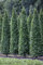 Carpinus betulus 'Fastigiata' 100-125 cm - Säulen-Hainbuche, dicht verzweigt, ideal für Hecken und Sichtschutz, winterhart und schnittverträglich