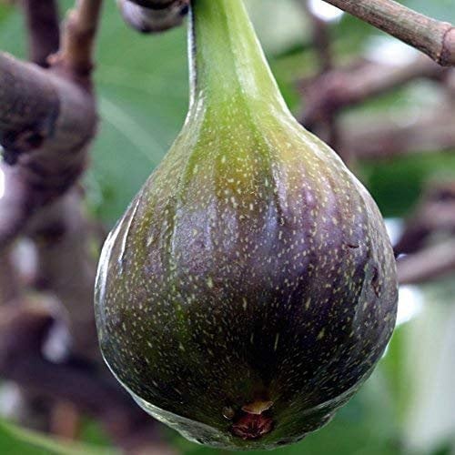 Fig Garden Hardy Fruit Tree Standard Self-Fertile Variety, Produces High Yields of Sweet Edible Figs 1 x 4.5L Ficus carica Brown Turkey (Standard Variety) by Thompson & Morgan