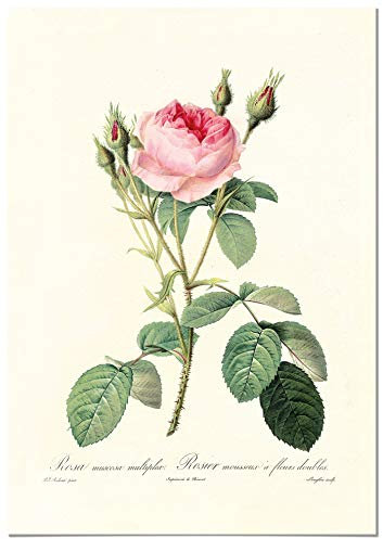 Panorama Quadro su Tela Canvas Rosa Rosa Vintage 21x30cm - Telaio in Legno Incluso - Decorazione Parete Fiori