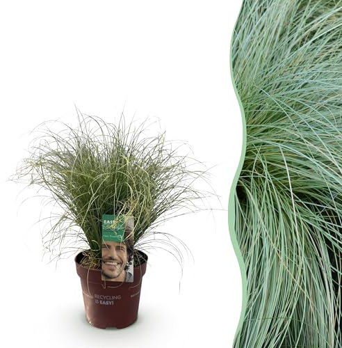 Ziergräser - Carex comans Frosted Curls - Grün - Immergrün - Winterhart - 40-50cm - Ø17cm - Gartenpflanze