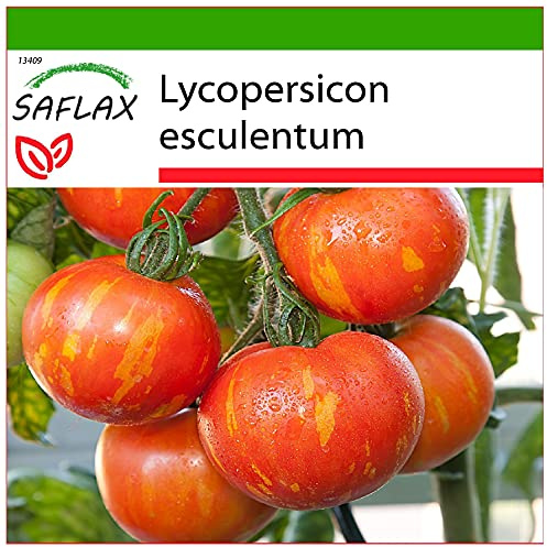 SAFLAX - Tomato - Tigerella - 10 Seeds - with Soil - Lycopersicon esculentum