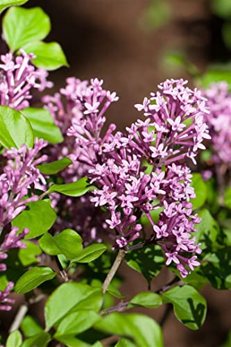 Syringa meyeri 'Palibin' 30-40 cm - Zwergflieder, zartrosa Blüten, Blütezeit Mai-Juni, ideal für kleine Gärten, duftend, pflegeleicht