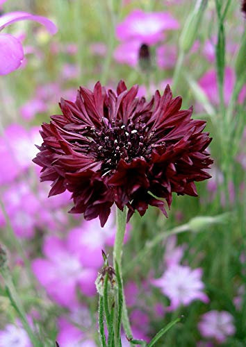 FIORDALISO NERO NR.20 SEMI