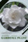 Gardenia Plant: Plant Guide