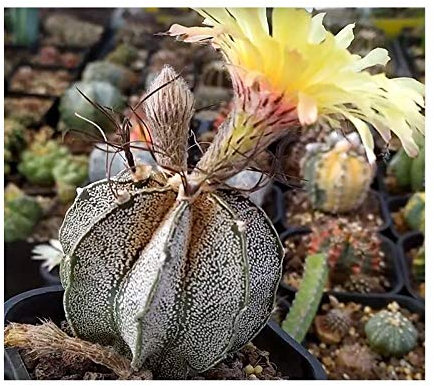 Pcs - 10x Astrophytum Capricorne Cactus Jardin Plantes - Graines B736 - Seeds & Plants Shop by Ipsa